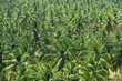 coconut garden or palm field in lombok