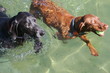vizsla dog and weimaraner swimming vizsla dog and weimaraner swimming