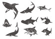 différents types de requins