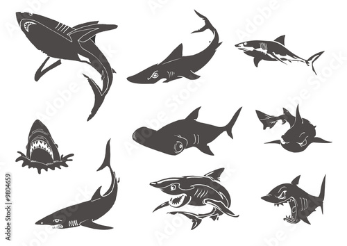 Vecteur : différents types de requins différents types de requins