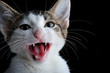 Foto: Domestic kitten meowing on black background Domestic kitten meowing on black background