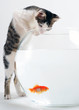 Foto: Curious kitten looking at goldfish in fishbowl Curious kitten looking at goldfish in fishbowl