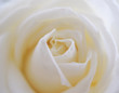 Rosenblüte