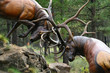 Elk stags fighting,.sculpture, .High Desert Museum,.