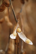 soybean pod in a field ready to be picked