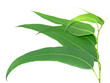 eucalyptus