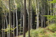 beech forest