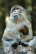 mother ape and baby ape