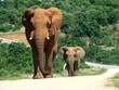 elephants on the way elephants on the way