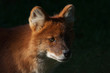 Portrait of an Asian Wild Dog with a dark background Portrait of an Asian Wild Dog with a dark background