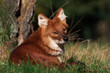 Portrait of an Asian Wild Dog lying in the evening sun Portrait of an Asian Wild Dog lying in the evening sun