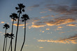 Palm trees at the beach Palm trees at the beach