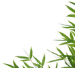bamboo-leaves isolated on a white background bamboo-leaves isolated on a white background