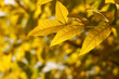 Yellow autumn leaves in the sun rays