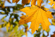 Sunlight on leaves of the maple. Blur background.