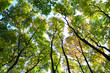 Green trees, blue sky, perspective viev, sun weather.