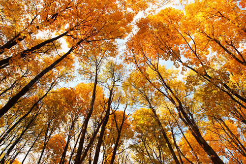 Photo: Looking up. Cupola of orange leaves. Sunlight. Looking up. Cupola of orange leaves. Sunlight.
