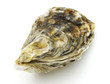 Oyster