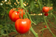 Tomato plantation