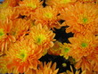 chrysanthemum