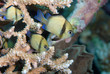 Demoiselles réticulées (Indonésie-Bunaken)