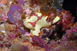 Frogfish (Indonésie-Lembeh)