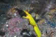 Ribbon eel (Indonésie, Lembeh)