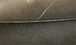 texture plume