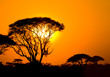 african sunset in savannah, kenya african sunset in savannah, kenya