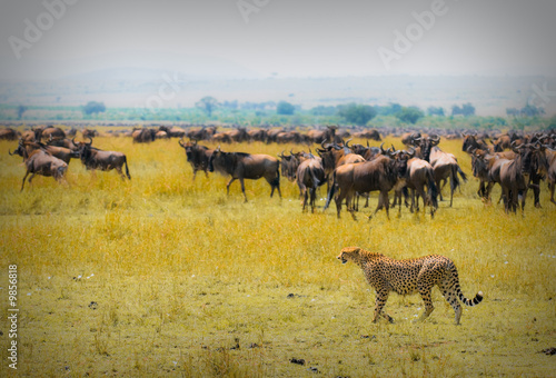Photo: cheetah hunting, masai mara, kenya cheetah hunting, masai mara, kenya