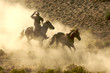 Cowboy galloping and roping wild horses through the desert Cowboy galloping and roping wild horses through the desert