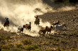 Cowgirl and Cowboy galloping and roping wild horses
