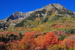 Mount Timpanogas in Autumn Bloom
