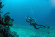 Ambiance sous-marine (Indonésie-Lembeh)