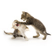 Kittens on white background