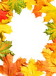 Autumnal framework with the orange, red, yellow leaves.