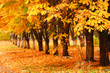 Row of the autumnal trees. Orange leaves.