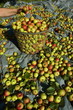 Ramassage des pommes à cidre Ramassage des pommes à cidre