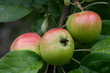 Apfel