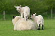 Spring Lambs
