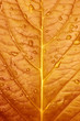 Close up of Redleaf with water drop Close up of Redleaf with water drop