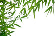 bamboo-leaves isolated on a white background bamboo-leaves isolated on a white background