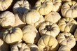 Small Pumpkins