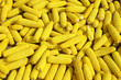 Yellow cobs of corn drying in the sun
