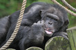 Captive Chimpanzee (Pan trodglodytes) with Tongue Sticking Out