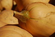 White pumpkin on a farmers market in Vernon