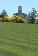 chapelle en haut d'un champ de lavande au printemps