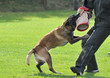 Malinois