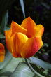 Tulipe