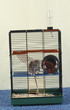 rat domestique dans sa cage